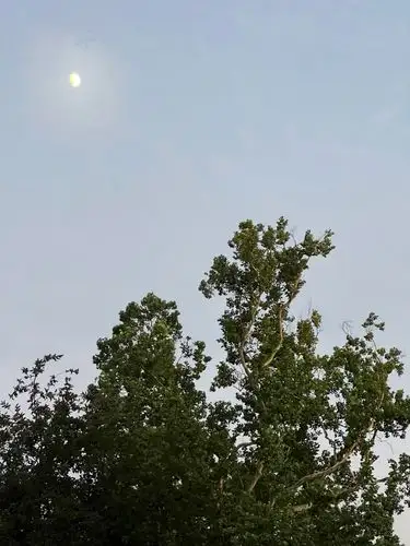 Moonlight meets the tranquil trees.